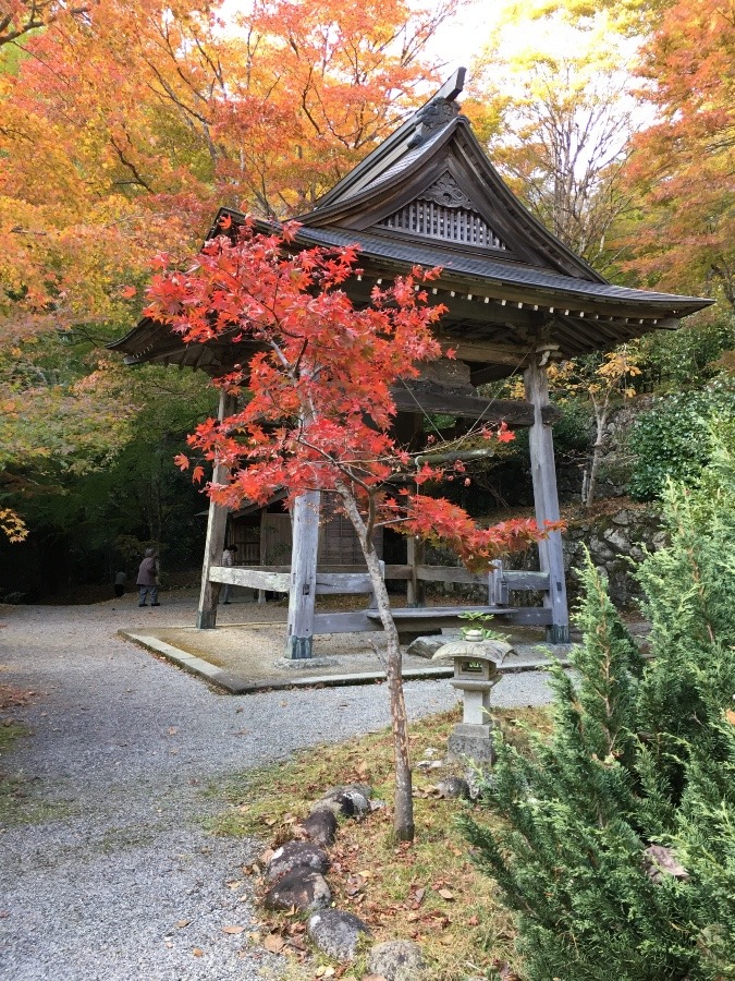 紅葉スポット【泰運寺】