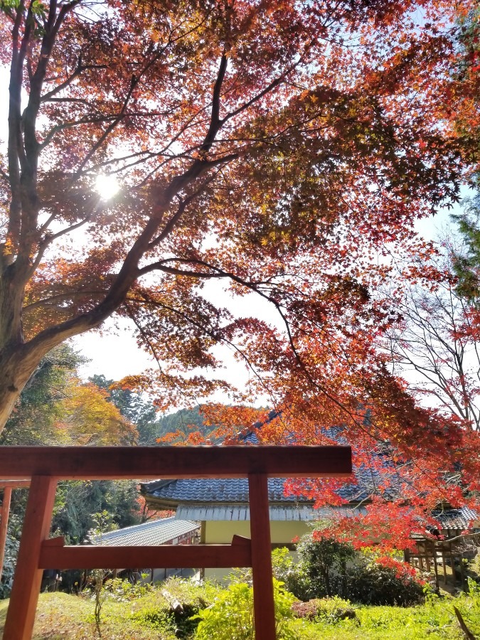 【多気町】丹生大師神宮寺/@go238fel