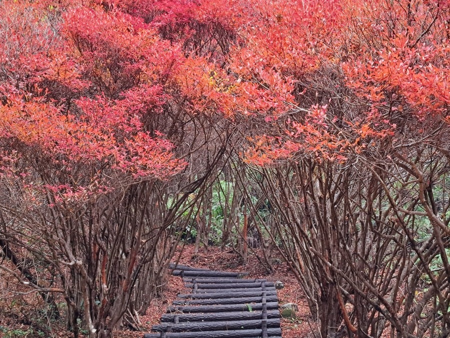 大台町・丸山公園のドウダンツツジのトンネル