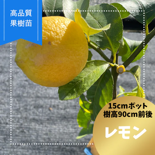 【鈴鹿市】オリジナルレモンスカッシュを作ろう！自宅でレモン栽培